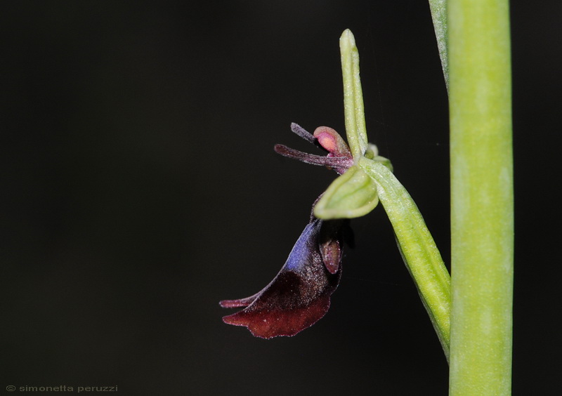 Orchidee del Chianti - Ophrys sphegodes e altre...